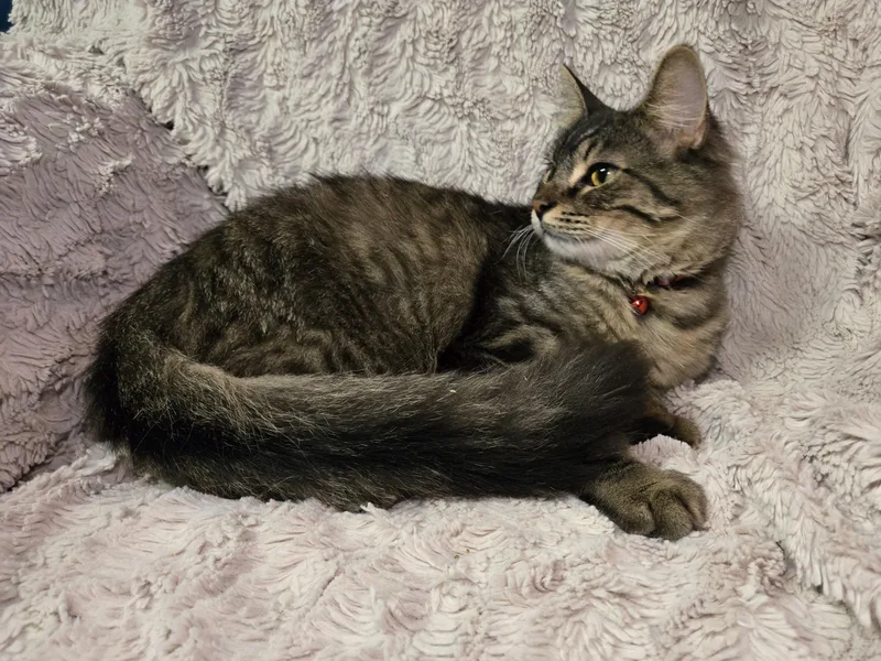 Gronckle thumbnail 6