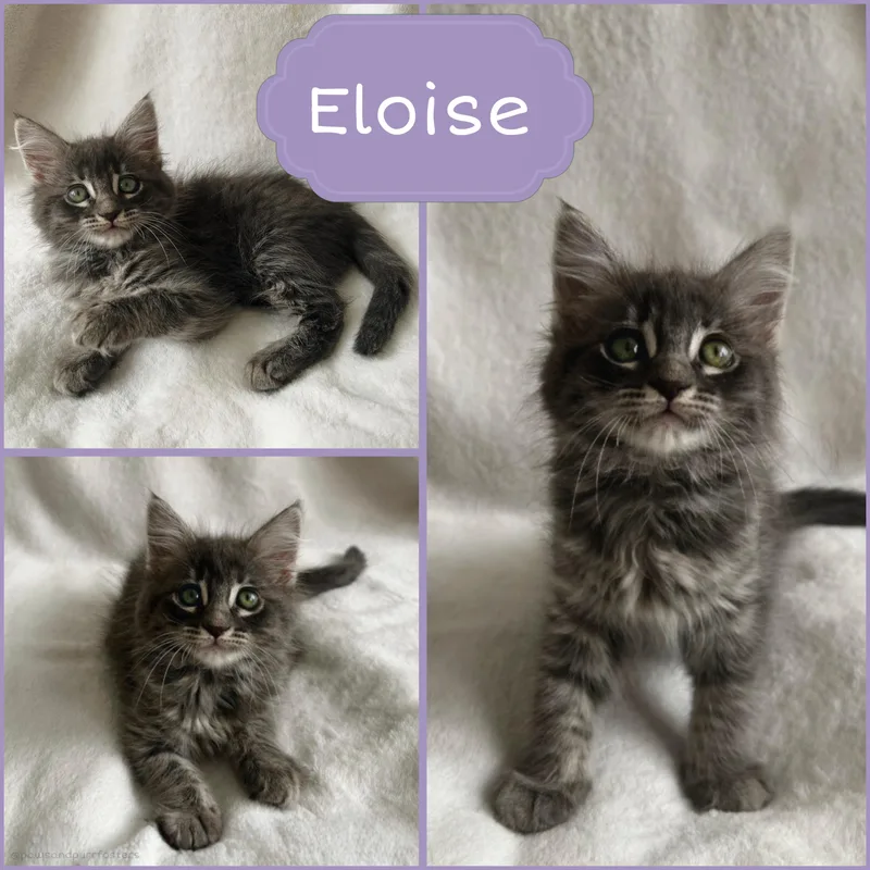 A baby medium-sized female Tabby (Gray / Blue / Silver) Tabby cat named Eloise for adoption in Oakley, CA