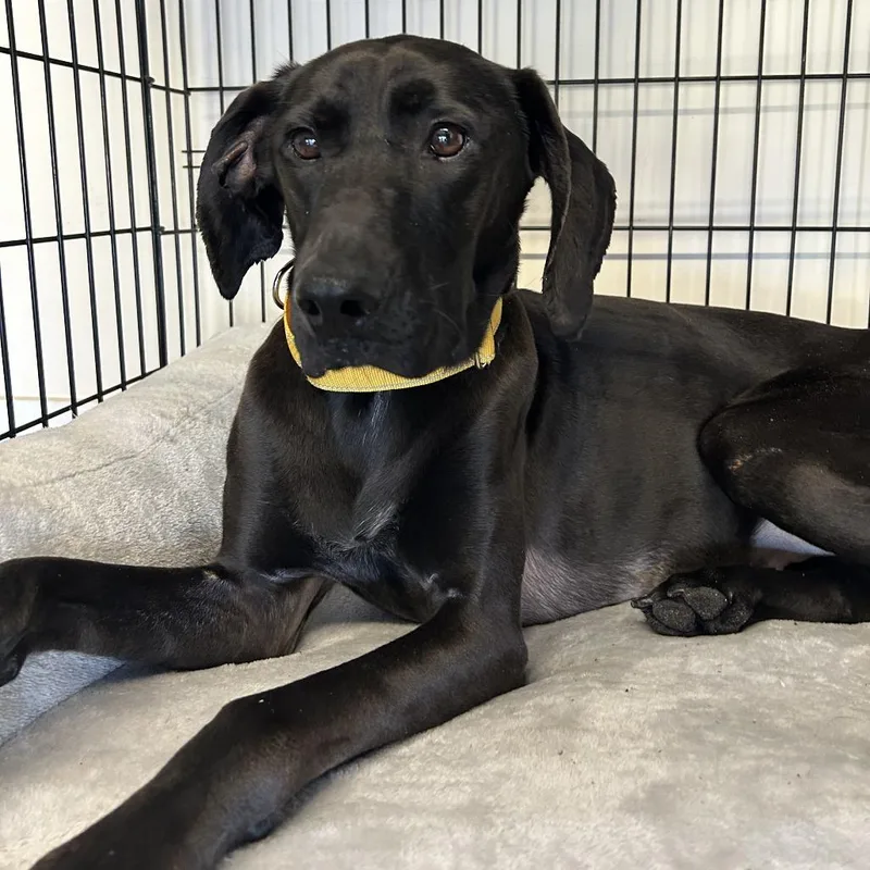 An adult medium-sized female Black Labrador Retriever dog named Dorsey for adoption in Hinesville, GA