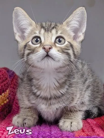 A baby small-sized male Domestic Short Hair cat named Zeus for adoption in Mason, MI
