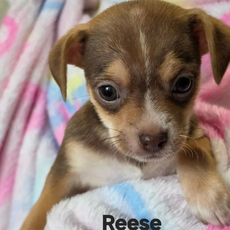 A baby small-sized female Brown / Chocolate Chihuahua dog named Reese for adoption in Lancaster, OH