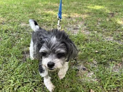 An adult small-sized male Shih Tzu dog named Gummy Bear for adoption in Vero Beach, FL