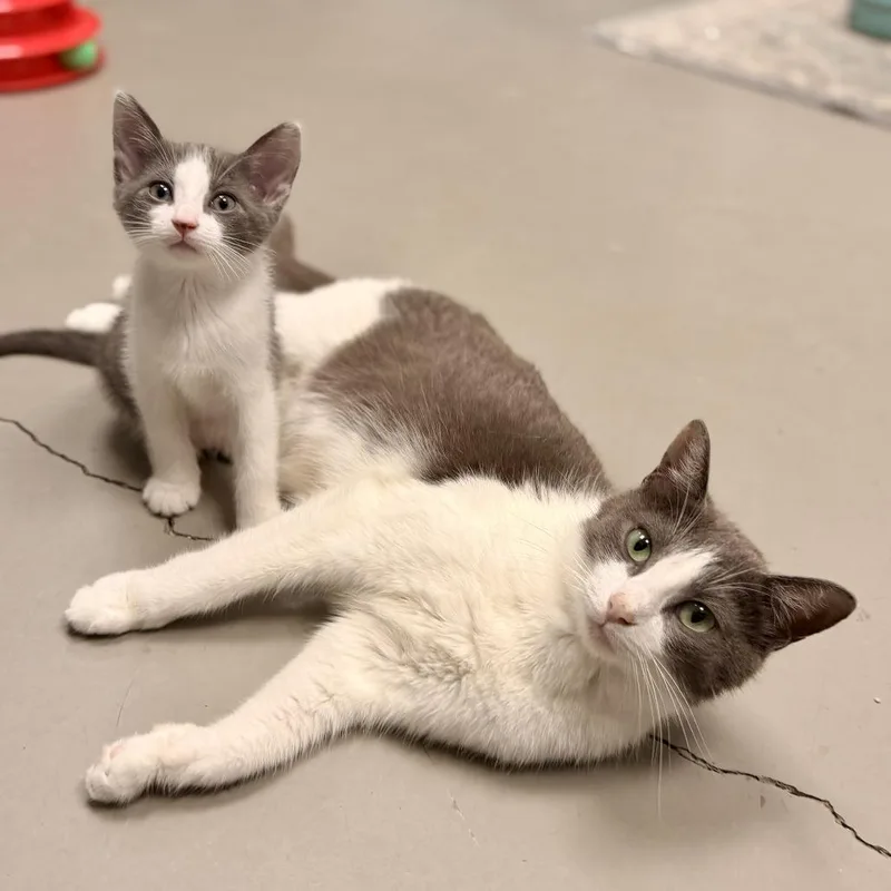 A baby small-sized female Gray / Blue / Silver American Shorthair cat named Lanai for adoption in Freeport, FL