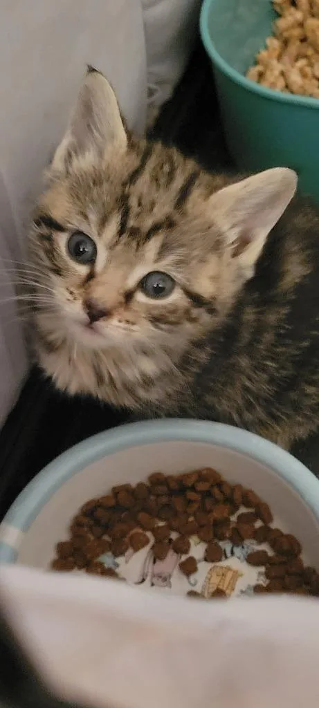 A baby medium-sized female Domestic Short Hair cat named Angel for adoption in Windsor, CT