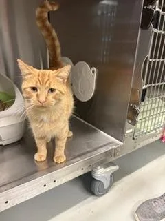 An adult medium-sized male Orange / Red Domestic Short Hair cat named Blaze for adoption in Boyne City, MI