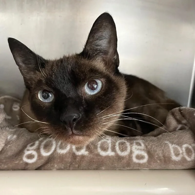 A senior medium-sized male Domestic Short Hair cat named Lucifer for adoption in Roanoke, VA