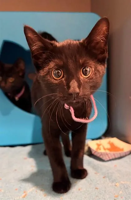 A baby medium-sized male Domestic Short Hair cat named Nyquil for adoption in Leesburg, VA
