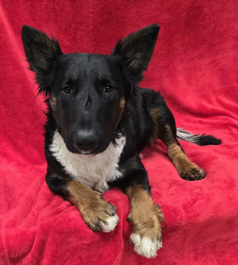 A young medium-sized male Mixed Breed dog named Capone for adoption in Frankfort, IN