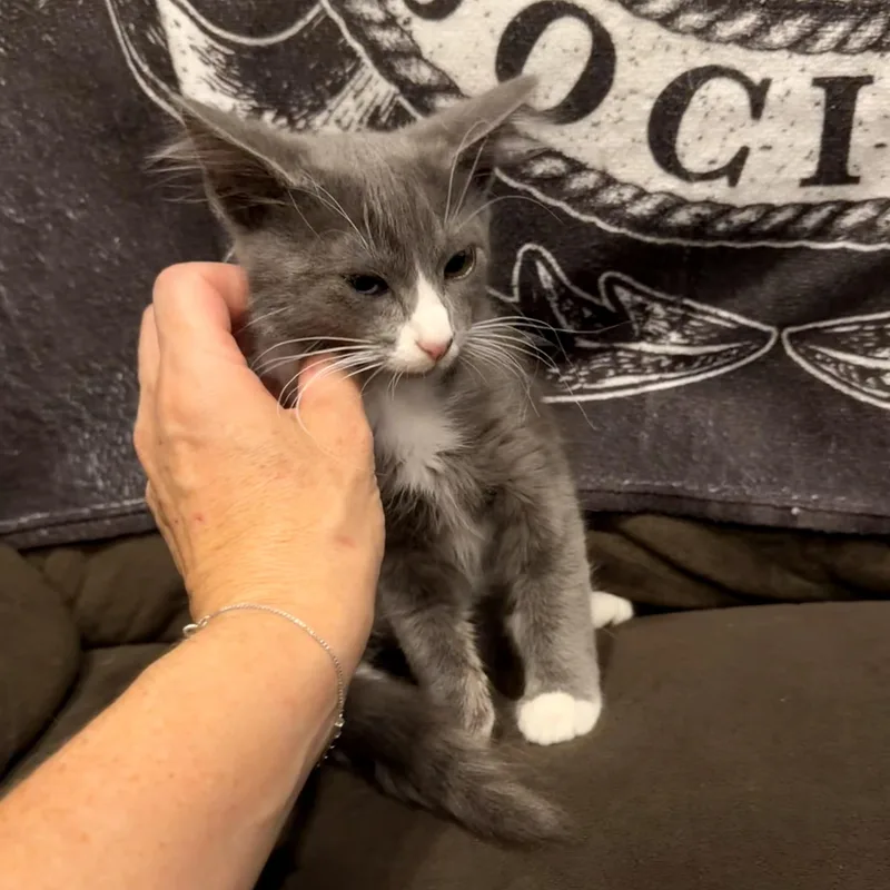 A baby medium-sized female Gray & White Domestic Medium Hair cat named Carnation for adoption in Norco, CA