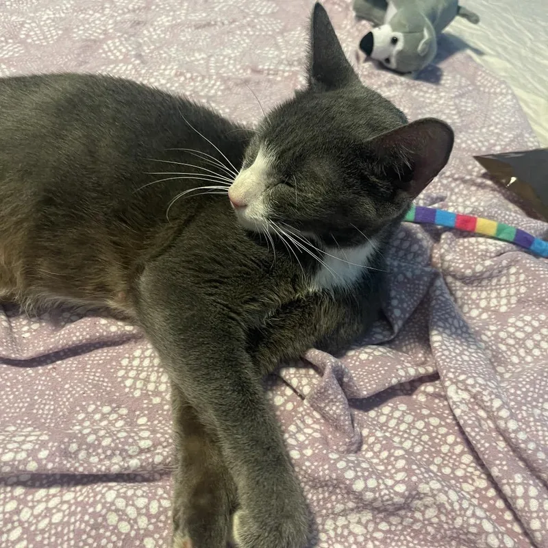 An adult medium-sized female Gray / Blue / Silver Domestic Short Hair cat named Morticia for adoption in Keizer, OR