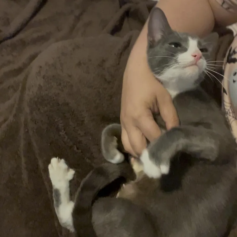 Morticia thumbnail 5