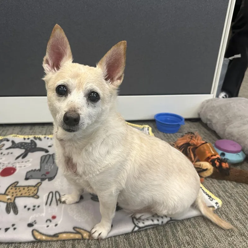 Oliver Shane thumbnail 3