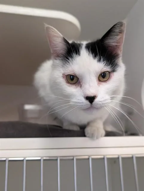 A senior small-sized male Domestic Short Hair cat named Dot for adoption in Camarillo, CA