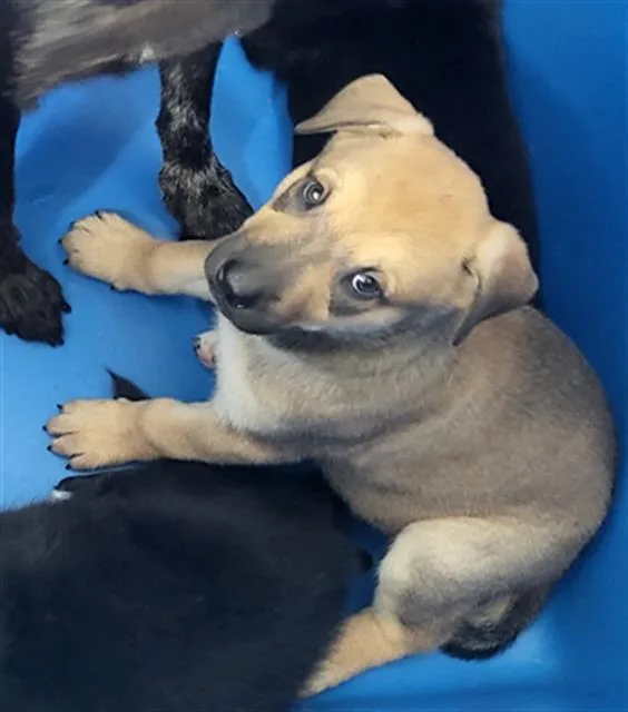 A baby large-sized female Mixed Breed dog named Bellatrix for adoption in Dallas, TX