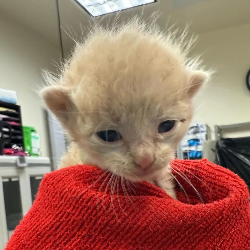 A baby small-sized male Buff / Tan / Fawn Domestic Short Hair cat named Waylon for adoption in San Antonio, TX