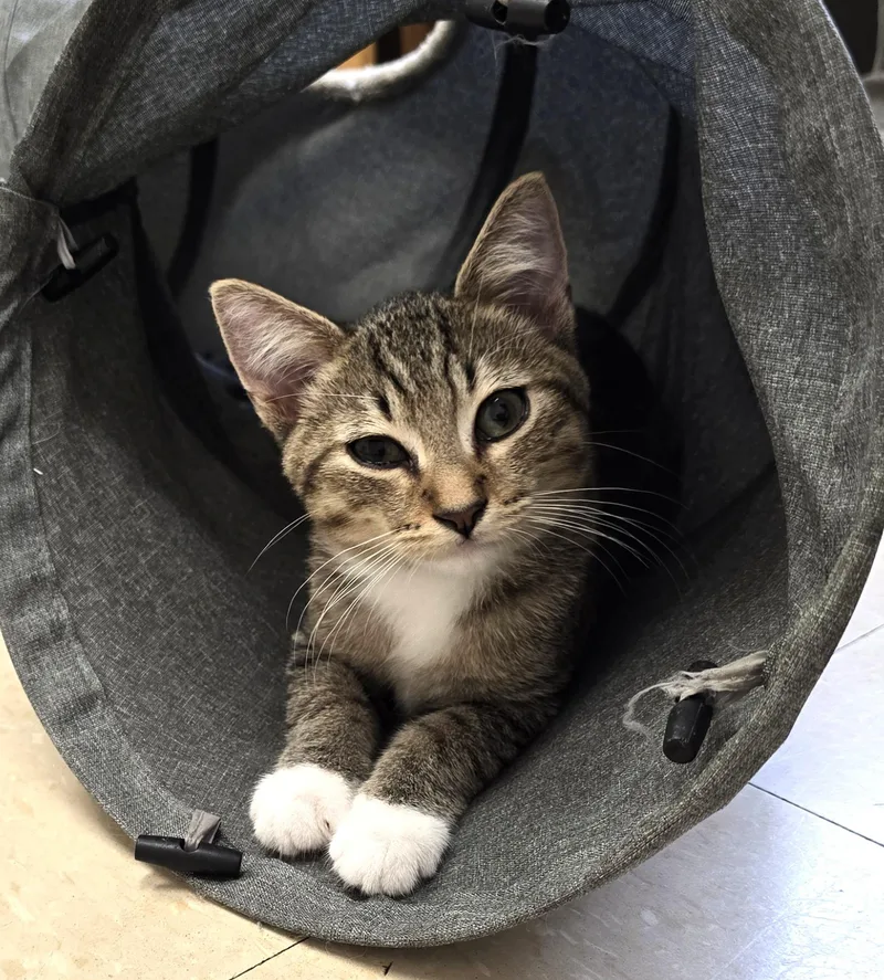 A baby medium-sized male Tabby (Brown / Chocolate) Domestic Short Hair cat named Nike for adoption in Red Wing, MN