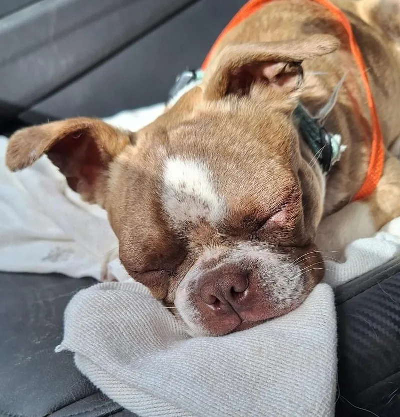 A young small-sized male Brindle Boston Terrier dog named Bugsy for adoption in Salem, OR