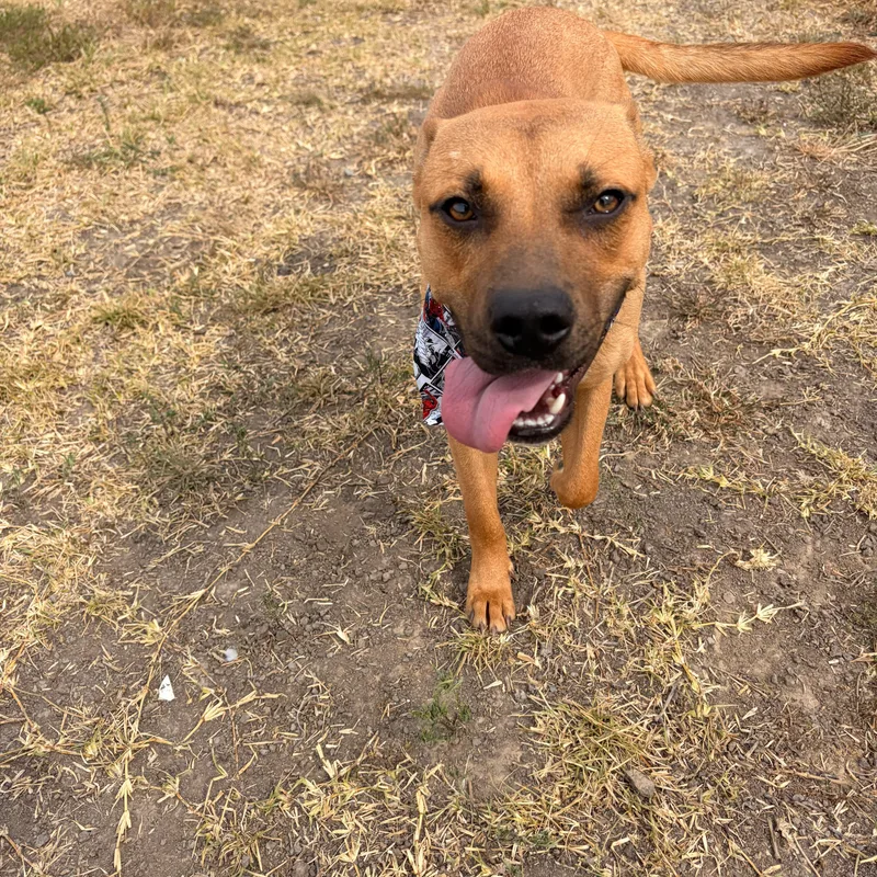 Benji