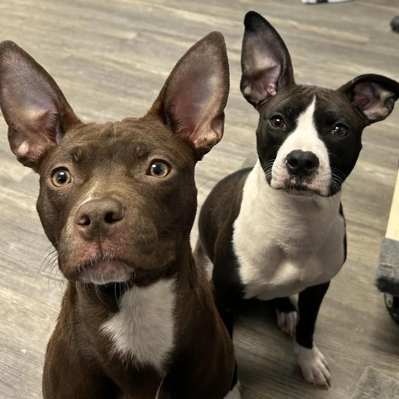 Matilda And Eleanor