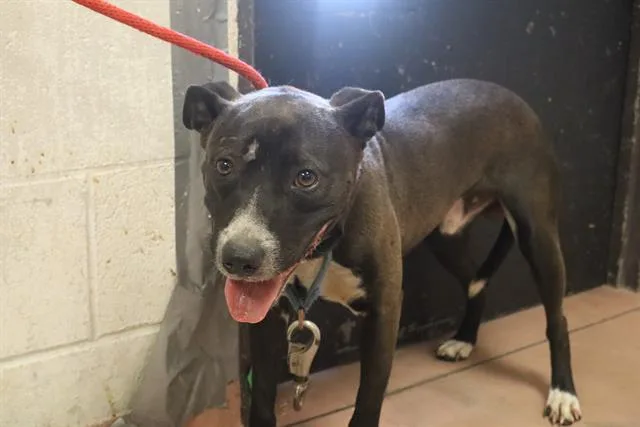 An adult medium-sized male Mixed Breed dog named Boone for adoption in Columbia, SC