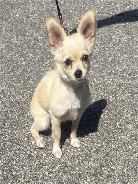 A young small-sized female Chihuahua dog named Pinky for adoption in San Antonio, TX