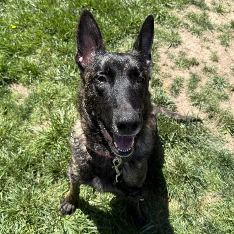 An adult large-sized female Dutch Shepherd dog named Bumi for adoption in Whittier, CA