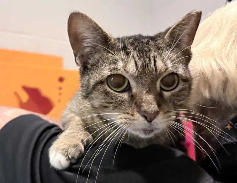 An adult medium-sized female Domestic Short Hair cat named Smoothie for adoption in Columbus, IN