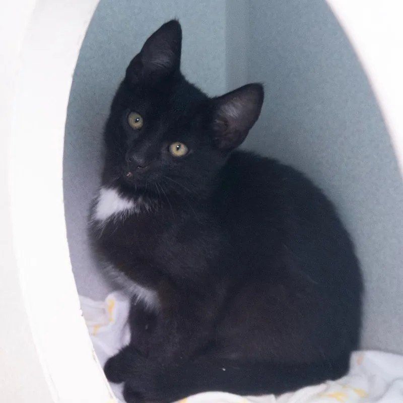 A baby medium-sized male Domestic Short Hair cat named Patrick Star for adoption in Shoreline, WA