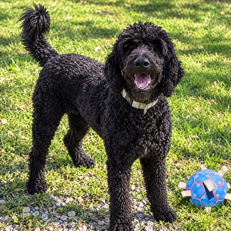 An adult large-sized female Black Standard Poodle dog named Delilah for adoption in Plain City, OH