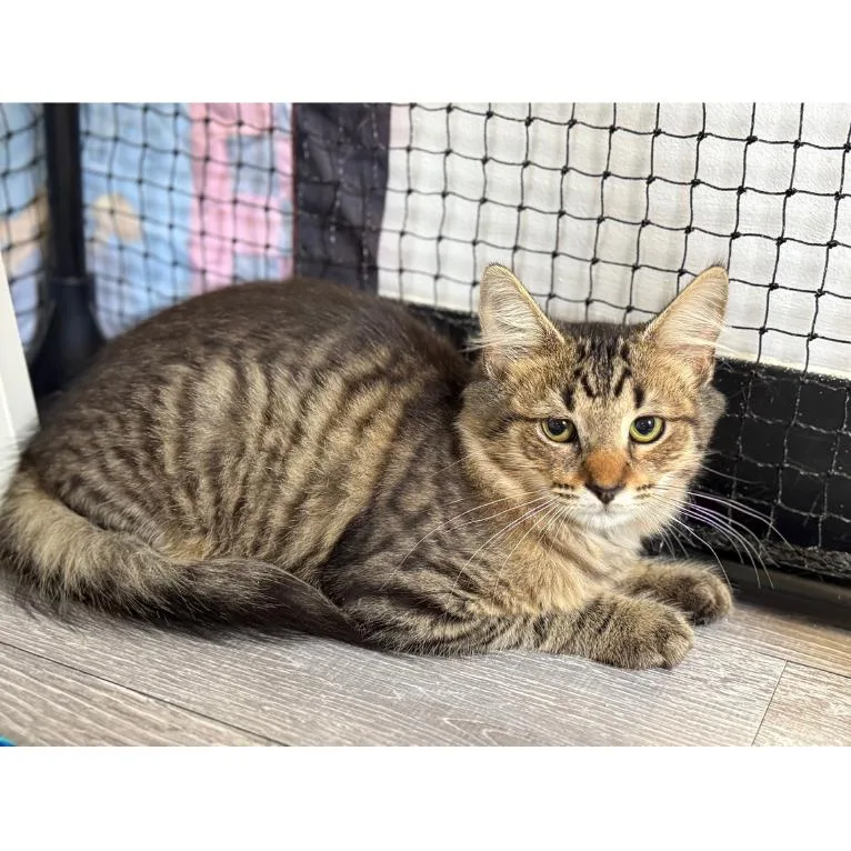 A baby small-sized male Brown / Chocolate Domestic Medium Hair cat named Winston for adoption in Ridgely, MD