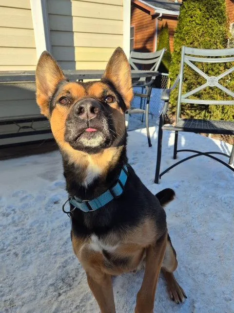An adult medium-sized male German Shepherd Dog dog named Frankie for adoption in Island Lake, IL
