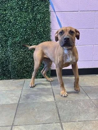 A young small-sized male Brown / Chocolate Mixed Breed dog named 61585358 for adoption in El Paso, TX