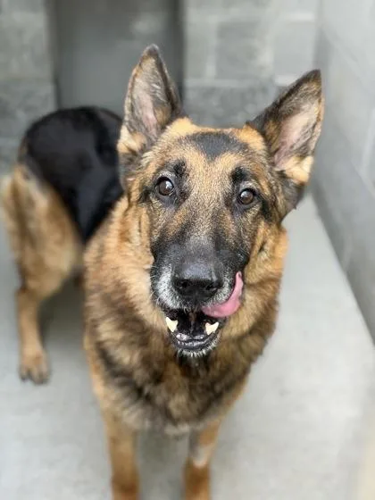 An adult large-sized male Black German Shepherd Dog dog named Yago for adoption in Sacramento, CA