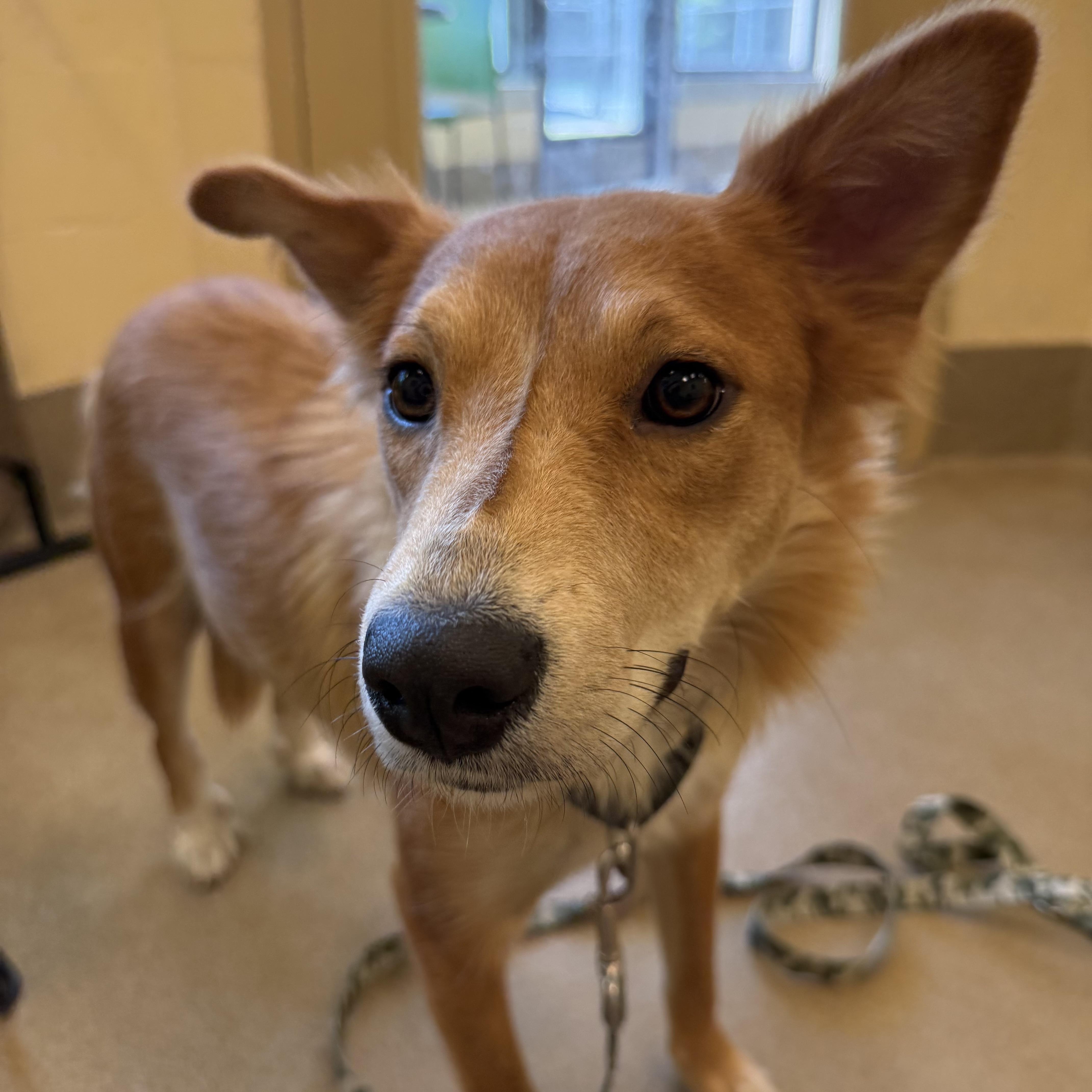An adult medium-sized female Golden Border Collie dog named Farrah for adoption in Eatontown, NJ
