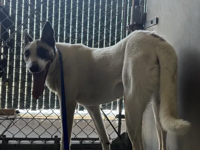 A young large-sized male Labrador Retriever dog named Cameron for adoption in San Bernardino, CA