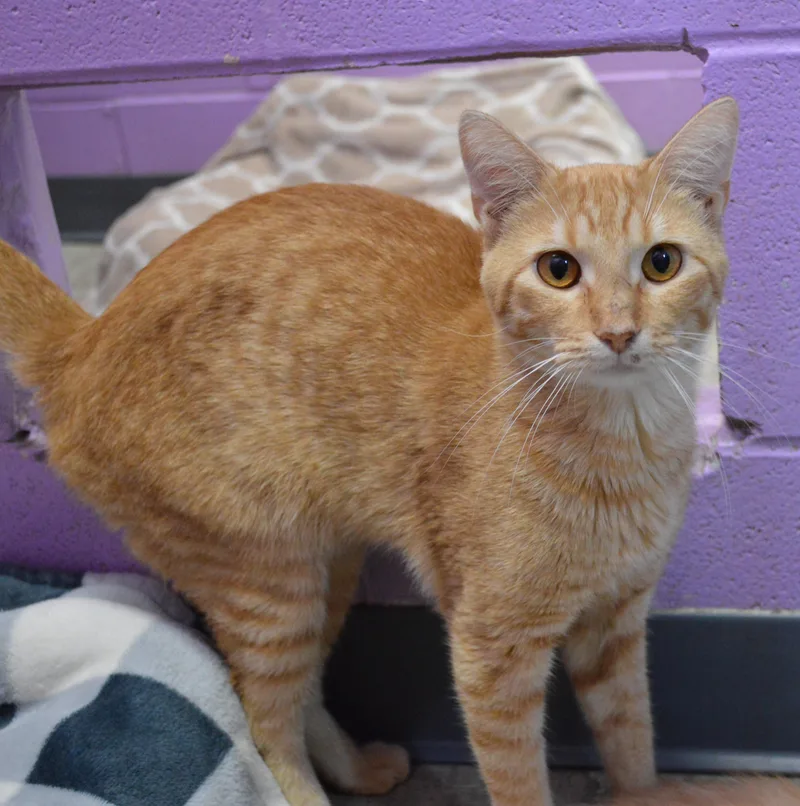 A young medium-sized male Orange / Red Domestic Short Hair cat named Indiana Jones for adoption in House Springs, MO