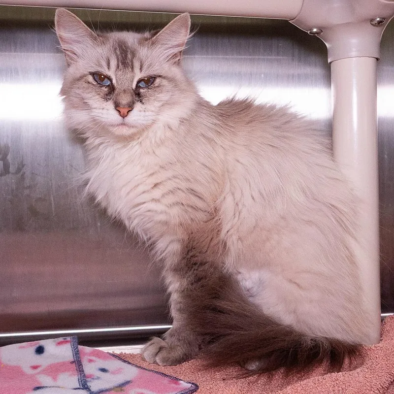 An adult medium-sized female Domestic Long Hair cat named Valley for adoption in Shoreline, WA