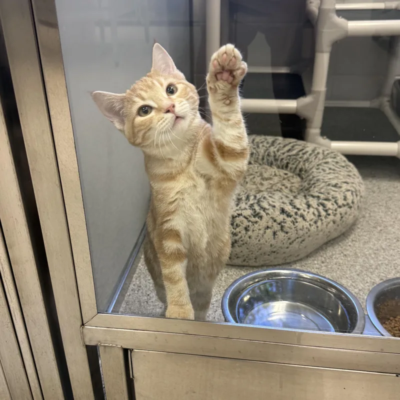 A young small-sized female Domestic Short Hair cat named Coral for adoption in Kearney, NE