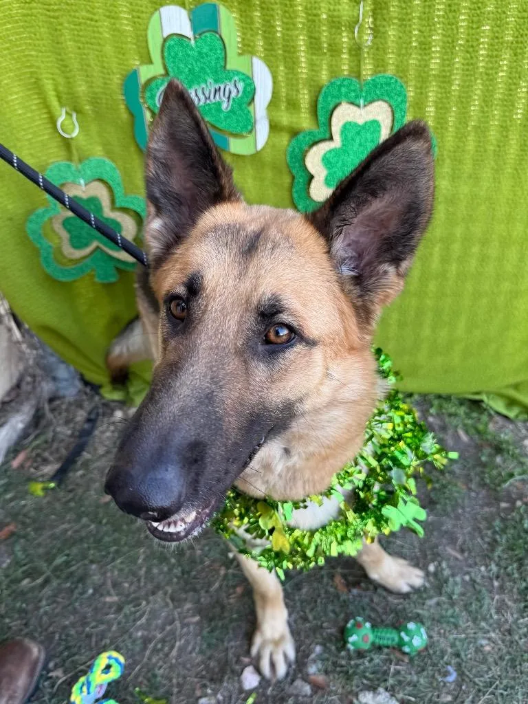An adult large-sized female German Shepherd Dog dog named Radio for adoption in New Braunfels, TX