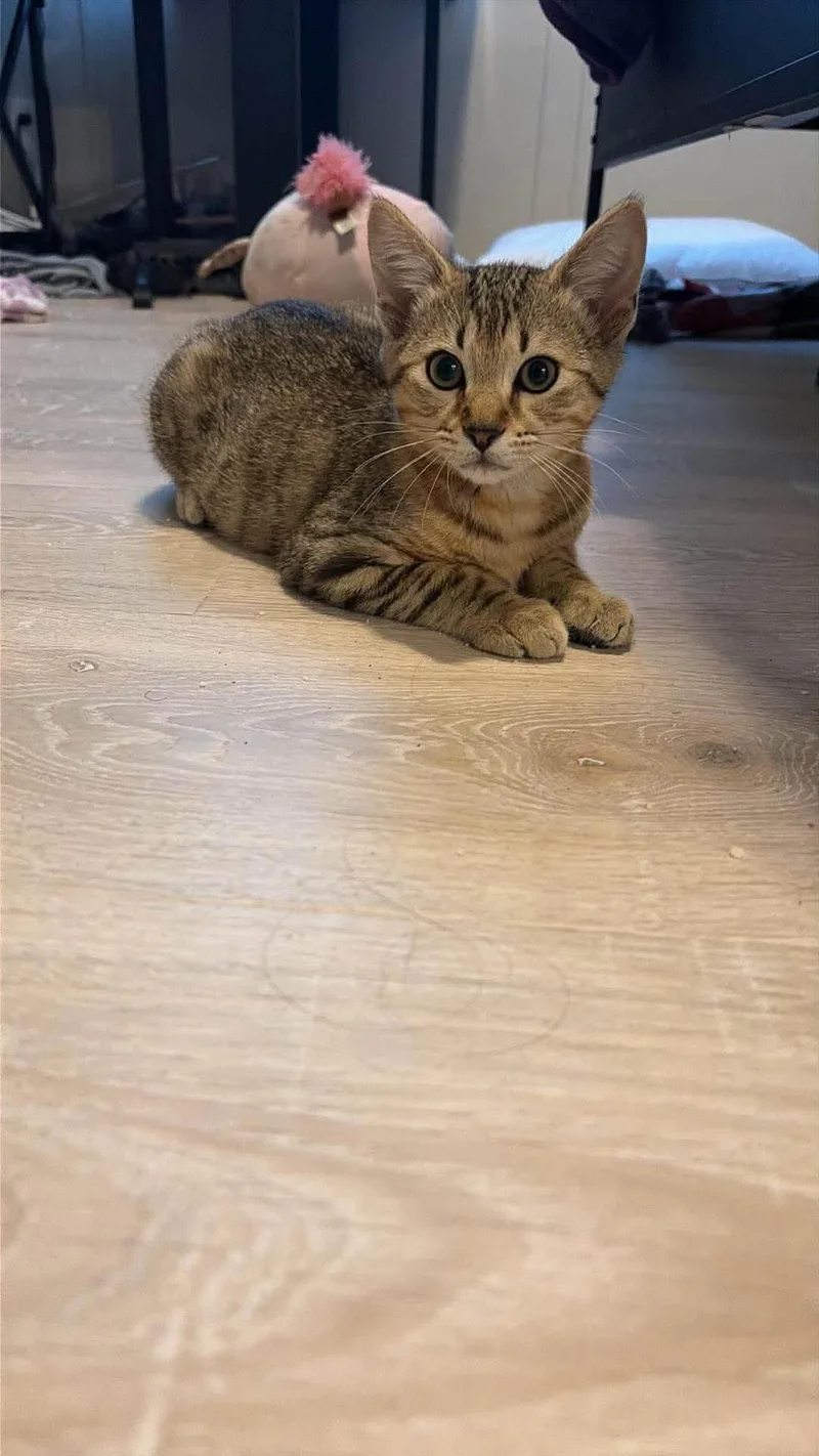 A young small-sized male Tabby (Brown / Chocolate) Domestic Short Hair cat named Bohdi for adoption in candler, NC