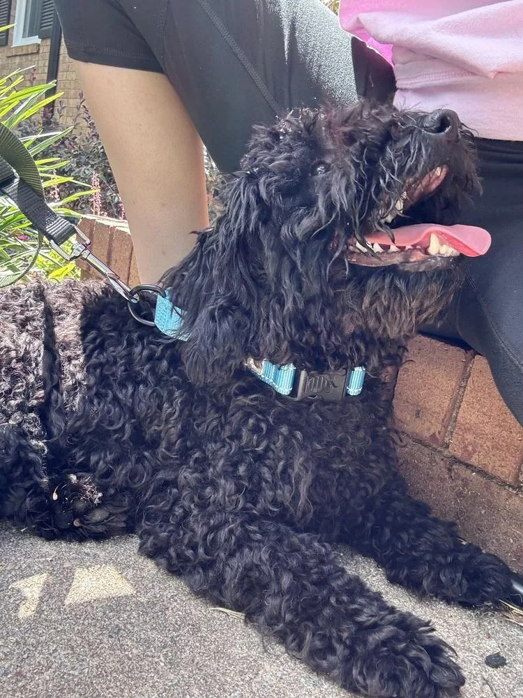 A baby small-sized male Black Poodle dog named Mochi for adoption in Mooresville, NC