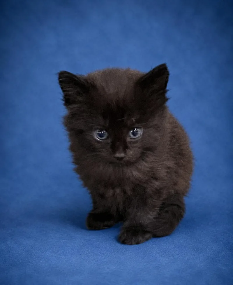 A baby large-sized female Black Abyssinian cat named Mia for adoption in Heber Springs, AR