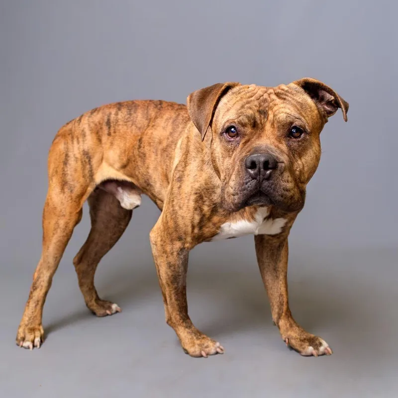 An adult large-sized male Brindle Pit Bull Terrier dog named Bear for adoption in Palm Springs, CA