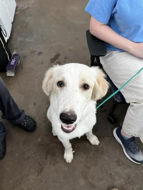 A young large-sized male Mixed Breed dog named Biscuit for adoption in Dallas, TX