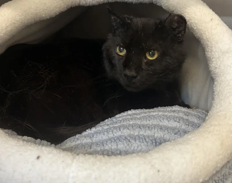 An adult large-sized male Black Domestic Short Hair cat named Salem for adoption in Arlington, VT