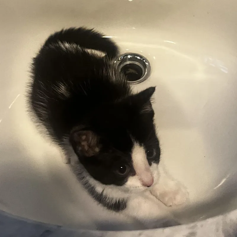 A young medium-sized female Black & White / Tuxedo Domestic Short Hair cat named Howdy for adoption in Evanston, IL