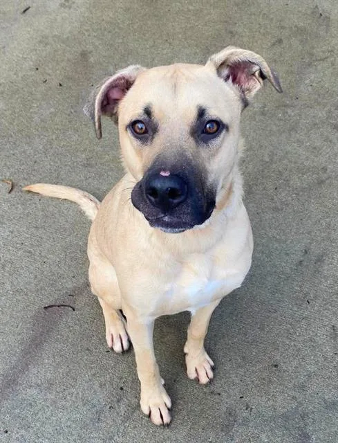 A young large-sized male Pit Bull Terrier dog named Charlie for adoption in Sacramento, CA