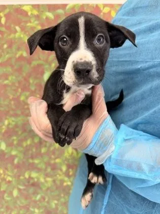 A young small-sized female Terrier dog named Ophelia for adoption in San Antonio, TX