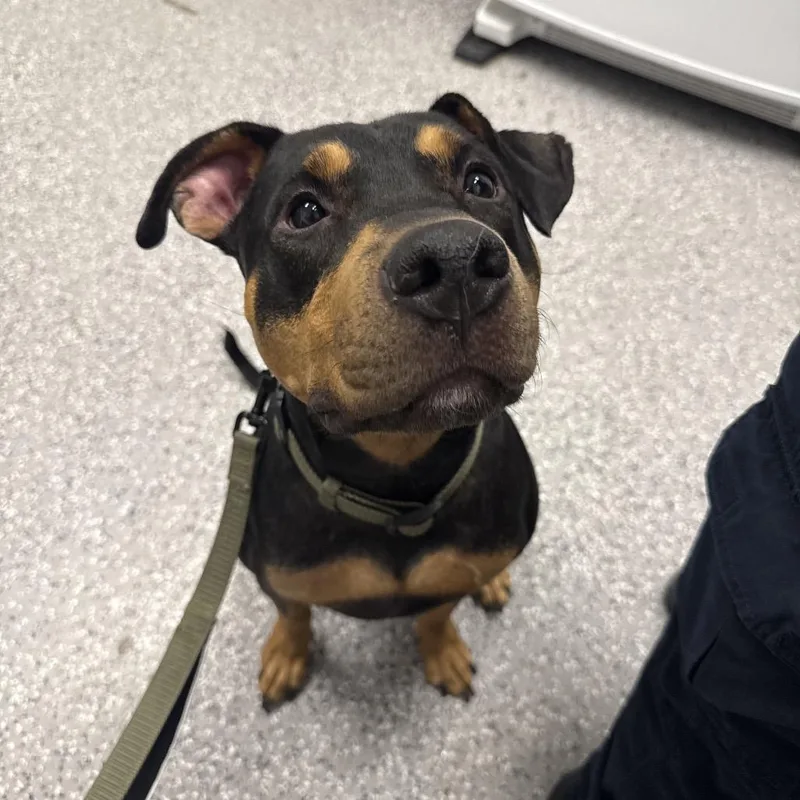 An adult medium-sized male Black Pit Bull Terrier dog named Sammy for adoption in Henderson, NV