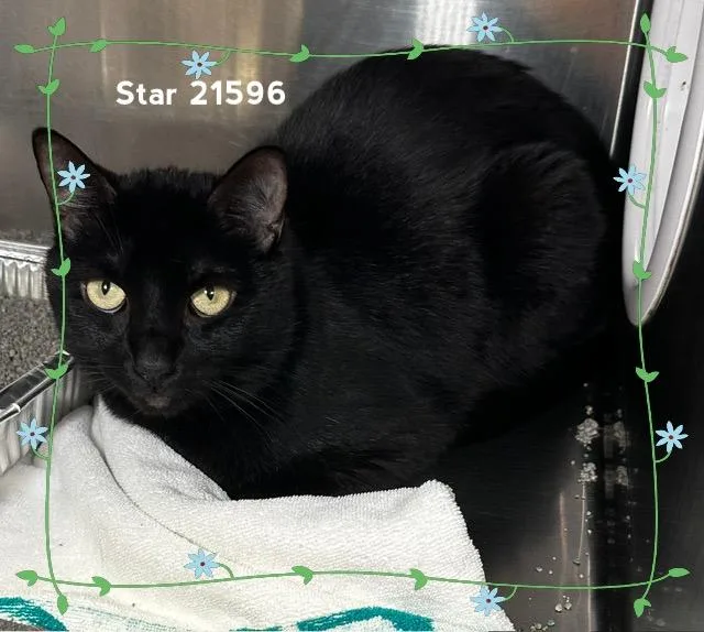 A young medium-sized female Black & White / Tuxedo Domestic Short Hair cat named Star for adoption in Marietta, GA